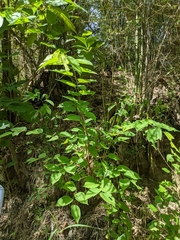 Grewia tiliifolia