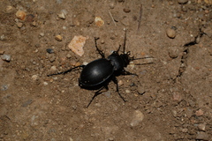 Carabus convexus