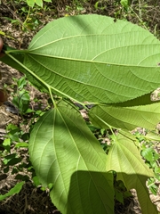 Grewia tiliifolia