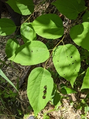 Grewia tiliifolia