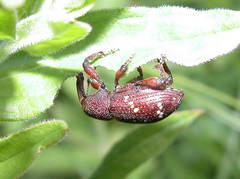 Hylobius transversovittatus