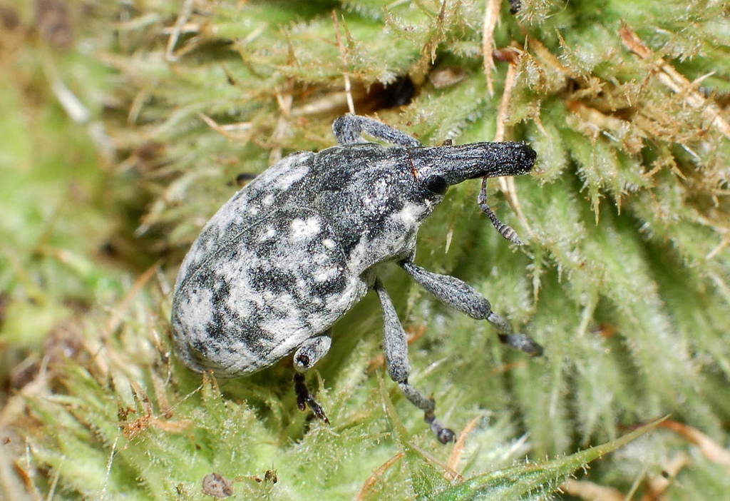 Larinus vulpes