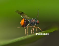 Eucharitinae