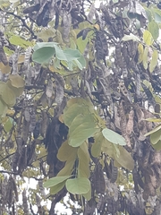 Robinia pseudoacacia
