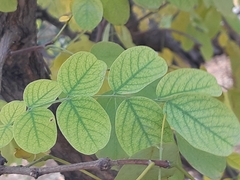 Robinia pseudoacacia