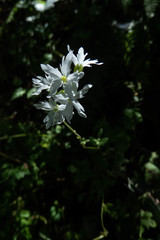 Lithophragma heterophyllum