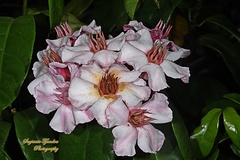 Strophanthus gratus