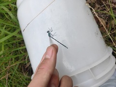 Lestes sponsa