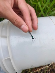 Lestes sponsa