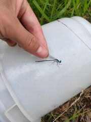 Lestes sponsa