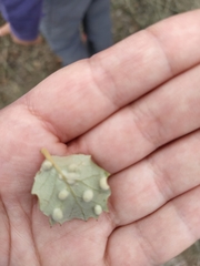 Dryomyia lichtensteinii