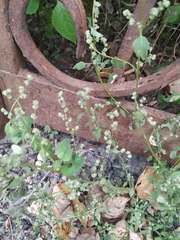 Chenopodium album