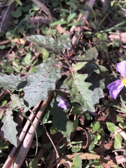 Solanum pungetium