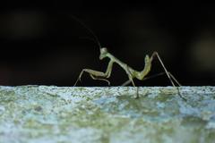 Hierodula patellifera