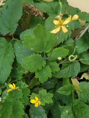 Chelidonium majus