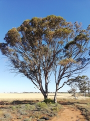 Eucalyptus salmonophloia