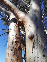 Eucalyptus salmonophloia