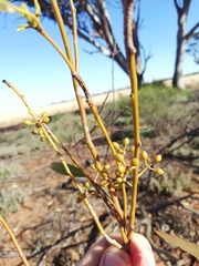 Eucalyptus salmonophloia