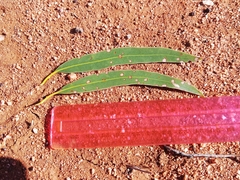 Eucalyptus salmonophloia