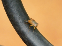 Bengaliinae
