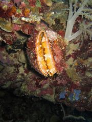 Spondylus varius