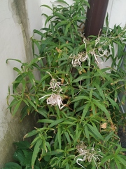 Chamaenerion angustifolium