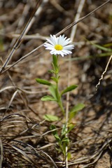 Aphanostephus skirrhobasis