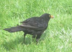 Turdus merula