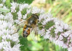 Eristalis tenax