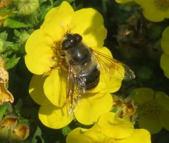 Eristalis tenax