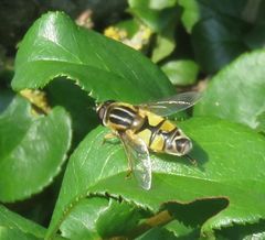 Helophilus trivittatus