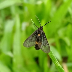 Psichotoe duvaucelii