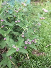 Lantana trifolia
