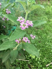 Lantana trifolia
