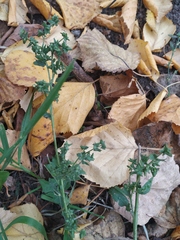 Atriplex patula