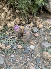 Astragalus laguroides