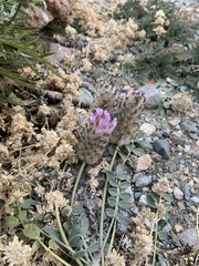 Astragalus laguroides