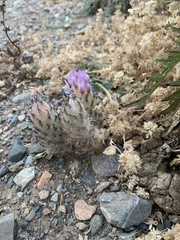 Astragalus laguroides