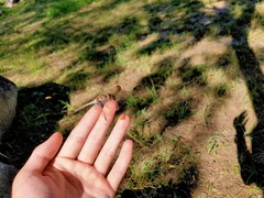 Sympetrum infuscatum