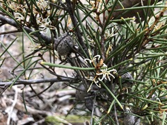 Hakea vittata