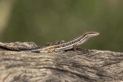 Trachylepis varia