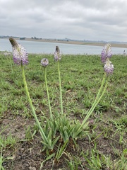 Merwilla plumbea