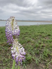Merwilla plumbea