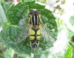 Helophilus trivittatus