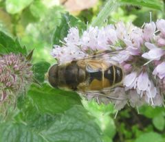 Eristalis