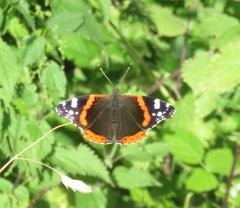 Vanessa atalanta