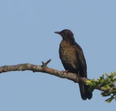 Turdus merula