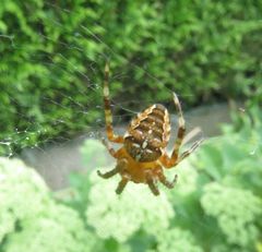 Araneus diadematus