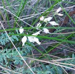 Wiborgia tenuifolia