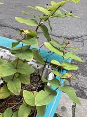 Hypericum androsaemum